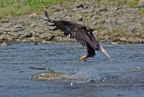bald-eagle-adult-after-a-chum-salmon