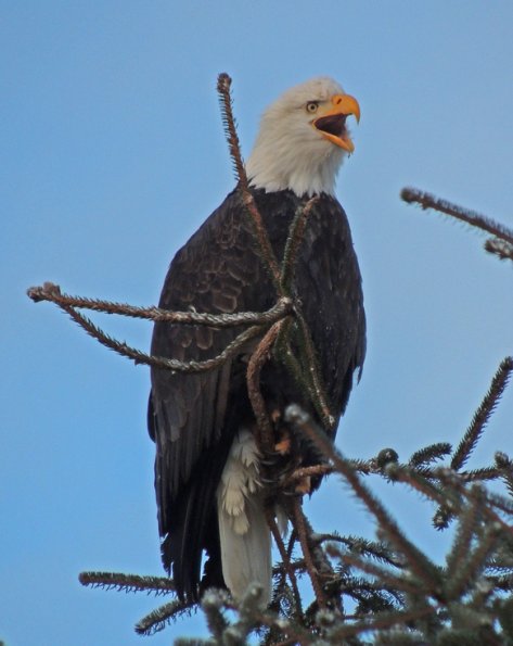 bald-eagle-adult-calling