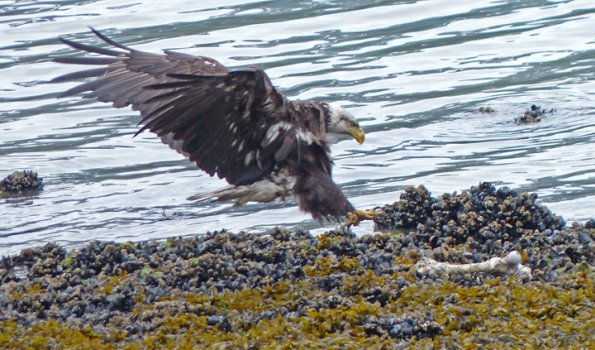 bald-eagle-adult-coming-in-to-food