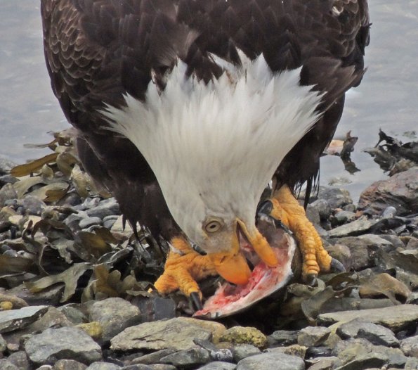 bald-eagle-adult-eating-chum-salmon-head