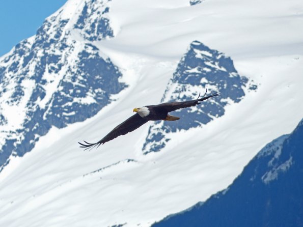 bald-eagle-adult-in-flight-with-mountains