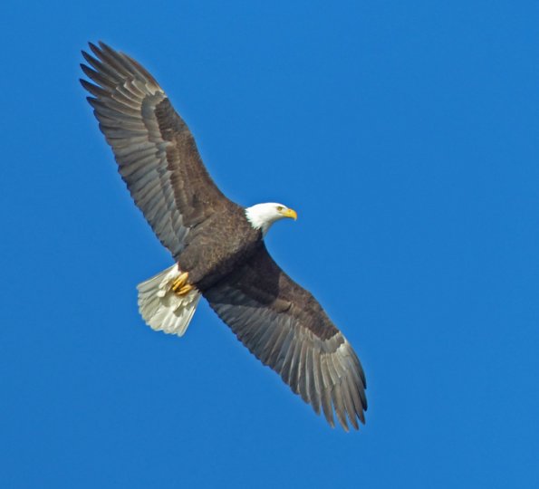 bald-eagle-adult-in-flight
