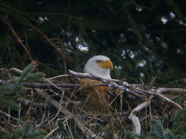 bald-eagle-adult-incubating-eggs