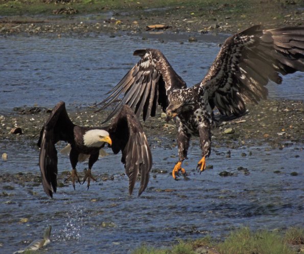 bald-eagle-adult-left-and-immature