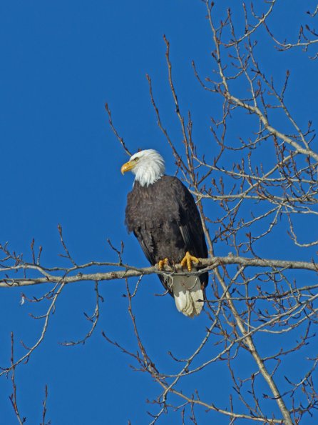 bald-eagle-adult-portrait