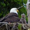 bald-eagle-adult-sleeping-with-alert-youngster