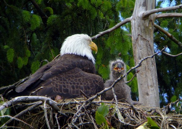 bald-eagle-adult-sleeping-with-alert-youngster