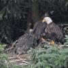 bald-eagle-adult-with-older-young-at-nest
