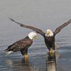 bald-eagle-adults-interacting-2