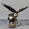 bald-eagle-adults-interacting-3
