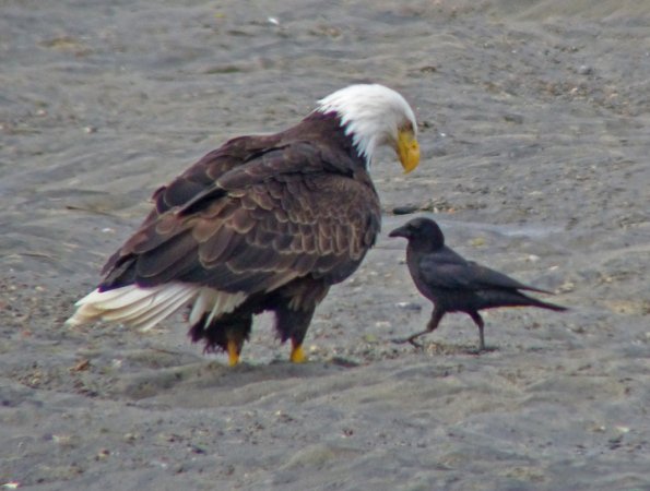bald-eagle-and-northwestern-crow