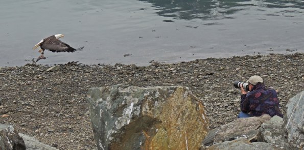 bald-eagle-and-photographer-too-close-2