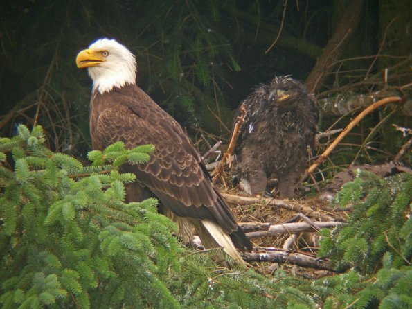 bald-eagle-and-young-at-nest