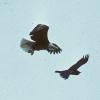 bald-eagle-attacking-common-raven