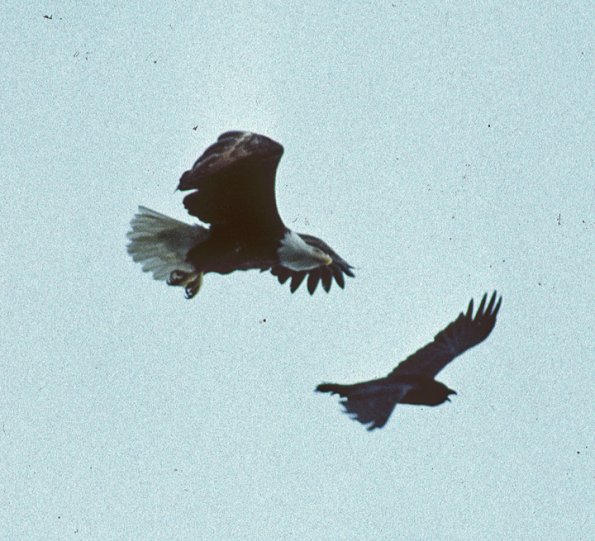 bald-eagle-attacking-common-raven