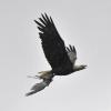 bald-eagle-carrying-a-gull