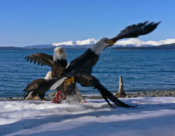 bald-eagle-conflicts