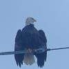 bald-eagle-drying-its-wings