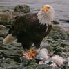 bald-eagle-eating-gull