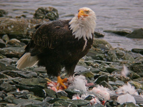 bald-eagle-eating-gull