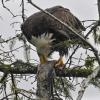 bald-eagle-eating-salmon-carcass-in-tree