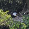 bald-eagle-feeding-newborn