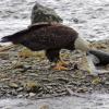 bald-eagle-feeding-on-chum-salmon