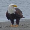 bald-eagle-feeding-on-crab-at-1200-mm
