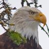 bald-eagle-head