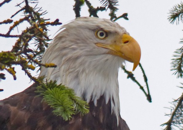 bald-eagle-head