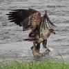 bald-eagle-immature-2-with-chum-salmon