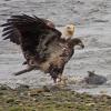 bald-eagle-immature-and-adult-after-chum-salmon