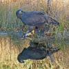 bald-eagle-immature-and-reflection