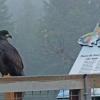 bald-eagle-immature-and-salmon-sign-1