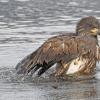 bald-eagle-immature-bathing-1