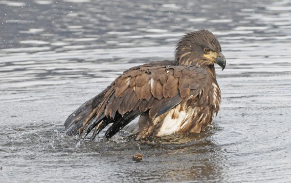 bald-eagle-immature-bathing-1