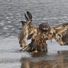 bald-eagle-immature-bathing-2