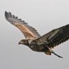 bald-eagle-immature-in-flight-1