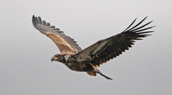 bald-eagle-immature-in-flight-1