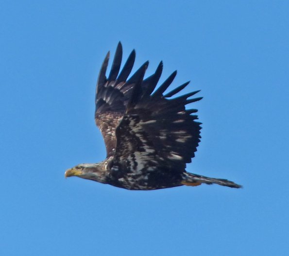 bald-eagle-immature-in-flight
