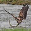 bald-eagle-immature-with-chum-salmon