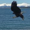 bald-eagle-in-dive-with-mountains