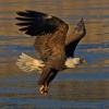 bald-eagle-in-flight-2