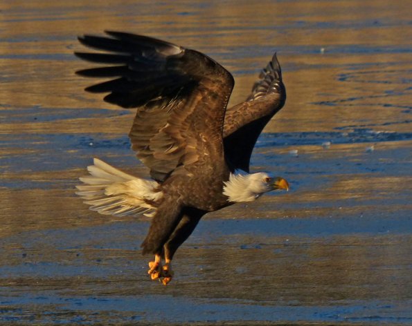 bald-eagle-in-flight-2
