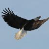 bald-eagle-in-flight-interesting-pose