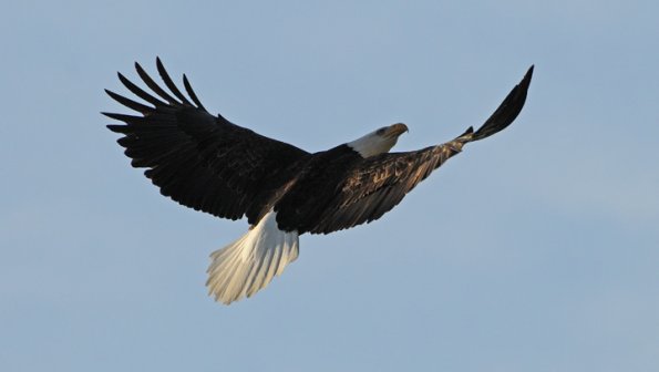 bald-eagle-in-flight-interesting-pose