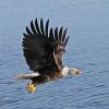bald-eagle-in-flight-with-fish-3