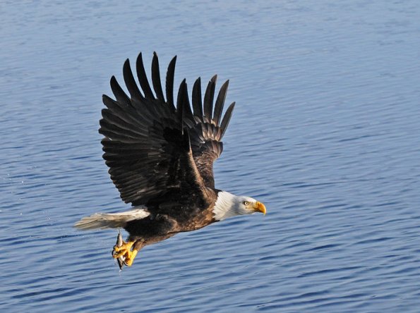 bald-eagle-in-flight-with-fish-3