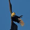 bald-eagle-in-flight