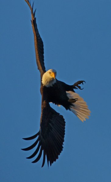 bald-eagle-in-flight